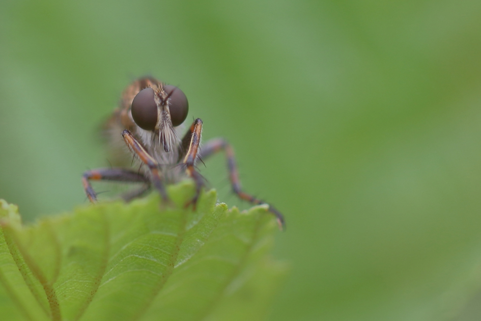 ringpootroofvlieg - Geleedpotigen - ringpootroofvlieg