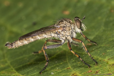 Ringpootroofvlieg (Tolmerus cingulatus)