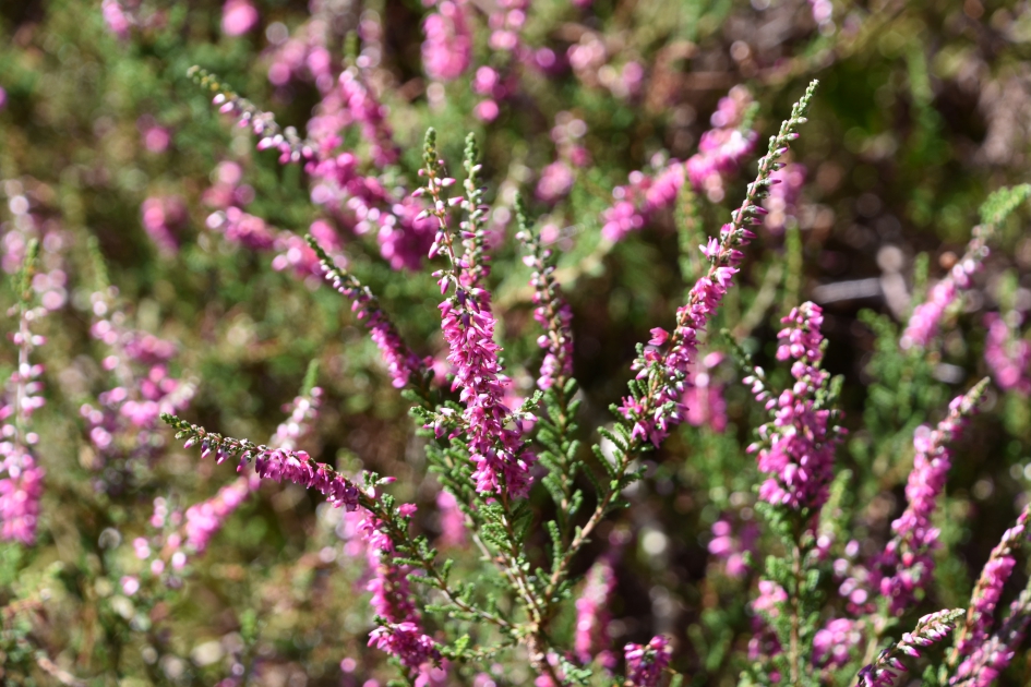 Rode heide - Planten - 