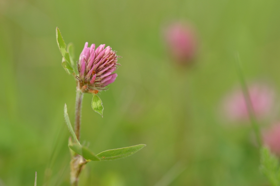 rode klaver - Planten - rode klaver