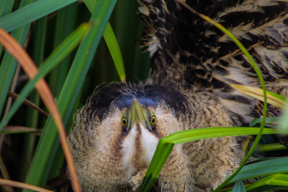 Roerdomp - Vogels - Roerdomp
