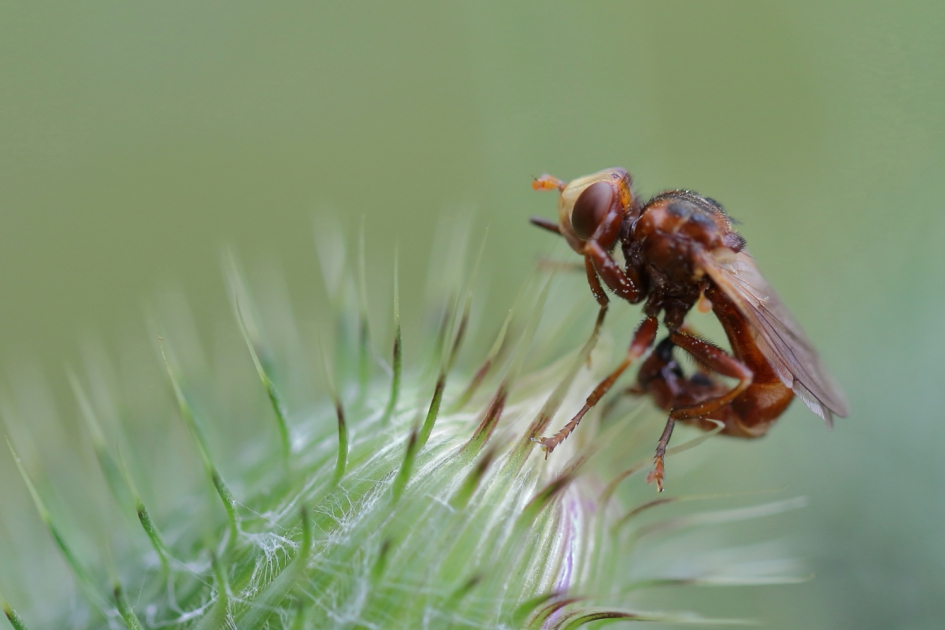 roestbruine kromlijf - Geleedpotigen - roestbruine kromlijf