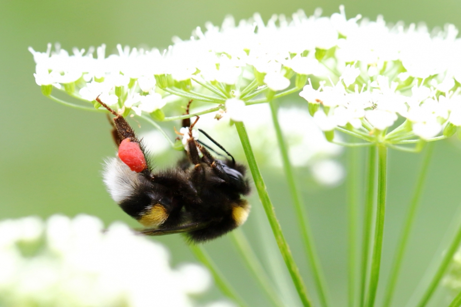 rood ''broodtrommeltje'' - Geleedpotigen - aardhommel