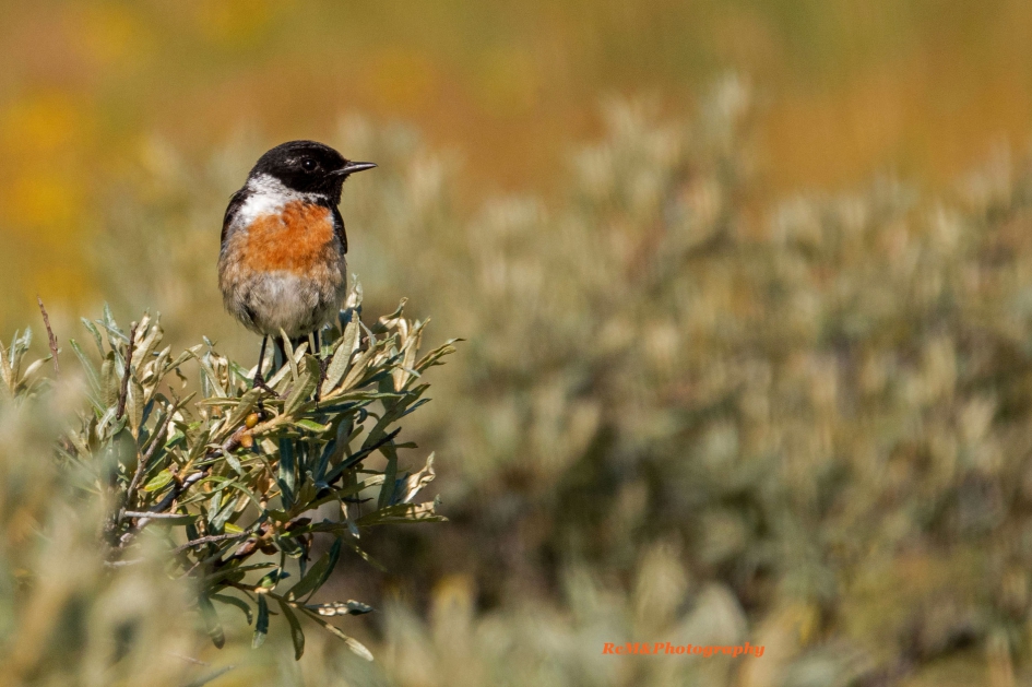Roodbortstapuit. - Vogels - Roodborsttapuit.