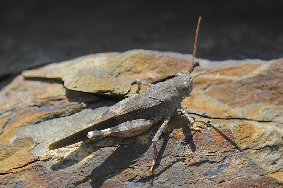 Roodvleugelsprinkhaan - Geleedpotigen - Roodvleugelsprinkhaan