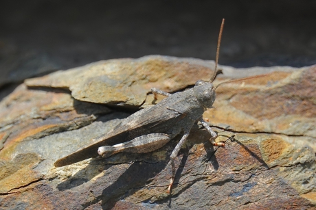 Roodvleugelsprinkhaan