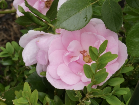 Roze roosjes