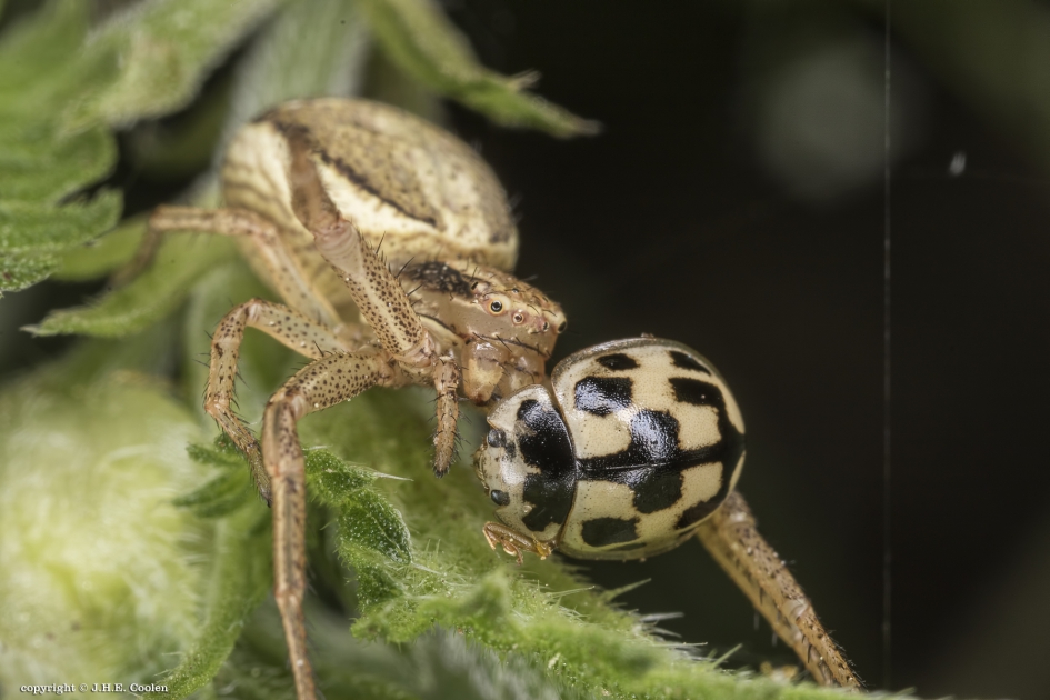 Schaakmat - Geleedpotigen - Krabspin