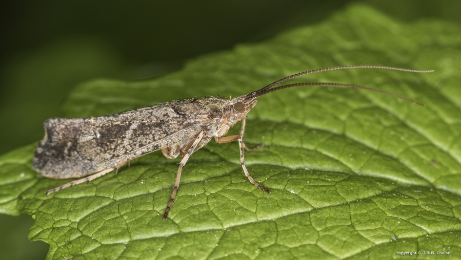 Schietmot - Geleedpotigen - Schietmot