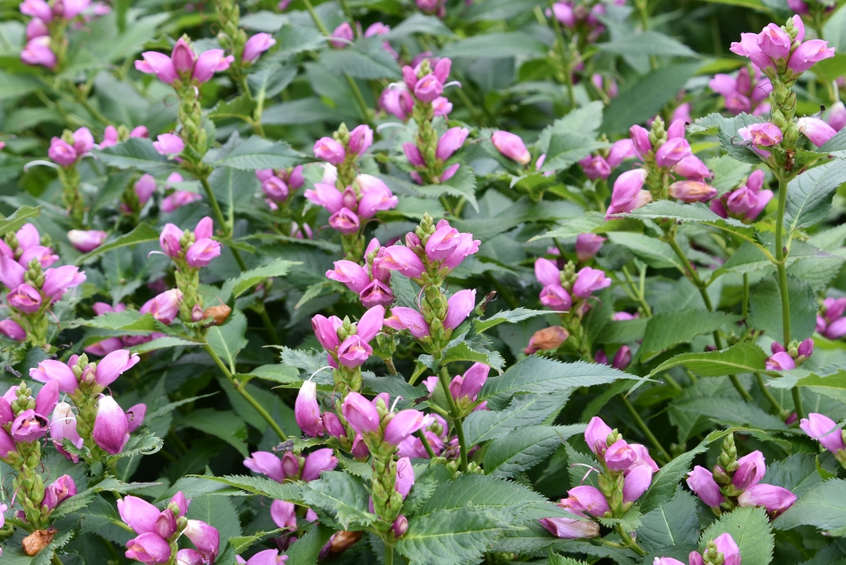 Schildpad bloemen - Planten - 