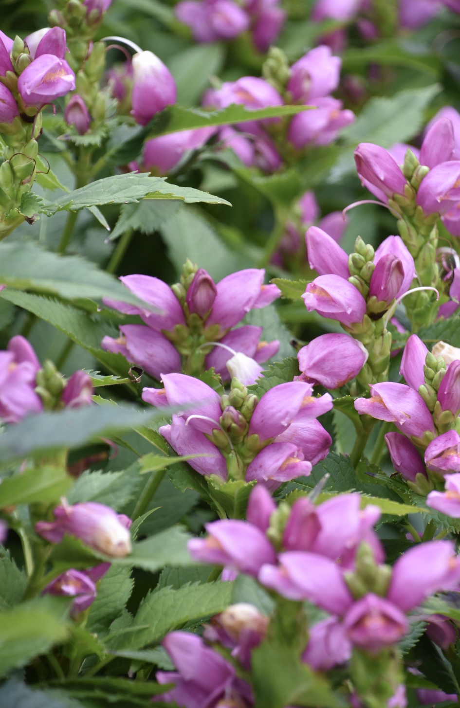 Schildpadbloemen - Planten - 