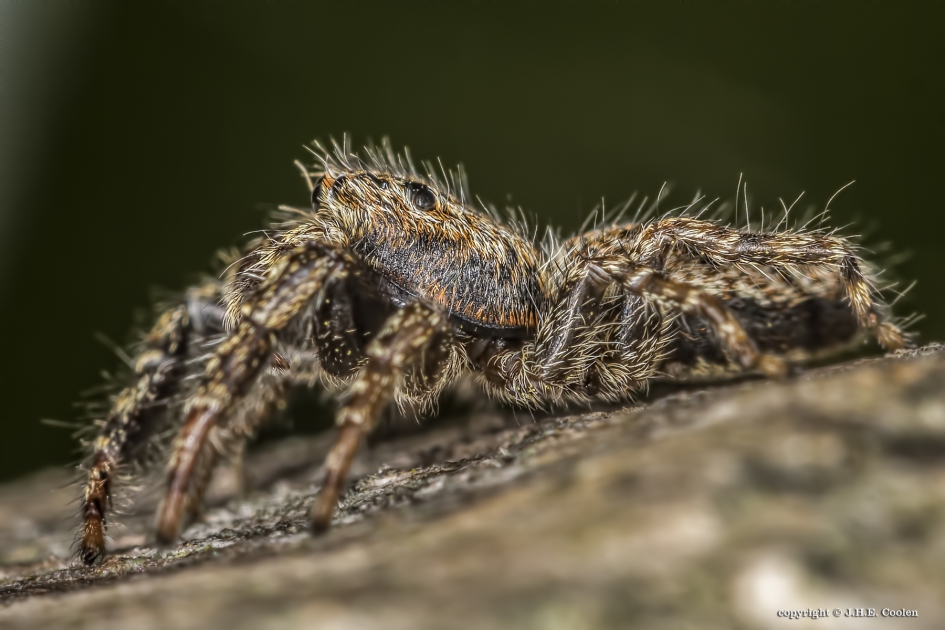Schorsmarpissa (Marpissa muscosa) - Geleedpotigen - Schorsmarpissa