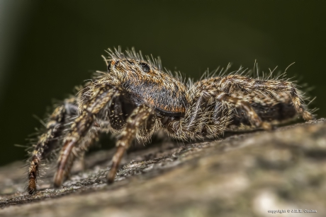 Schorsmarpissa (Marpissa muscosa)