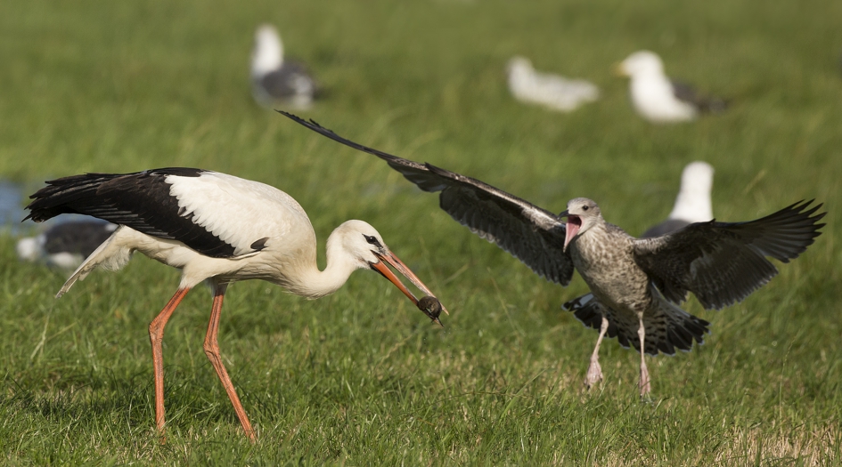Schrikken !!! - Vogels - Ooievaar