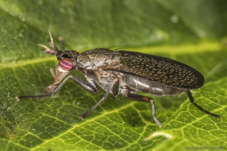 Slakkendoder (Coremacera marginata)