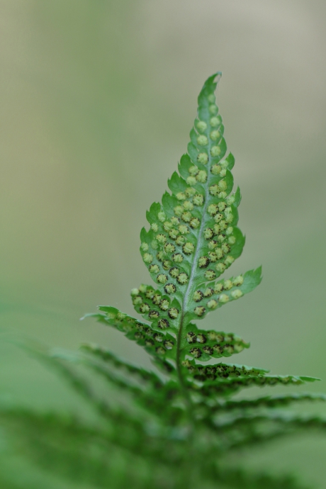 smalle en brede stekelvaren