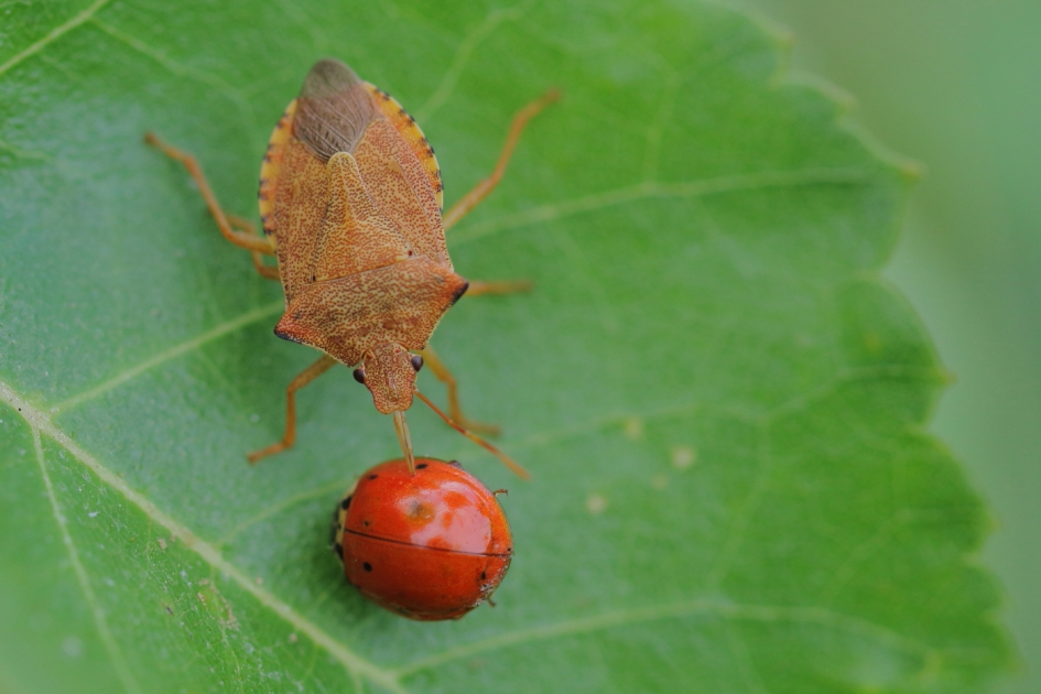 Snuitkeverschildwants zuigt veelstippig Aziatisch lhb leeg - Geleedpotigen - snuitkeverschildwants