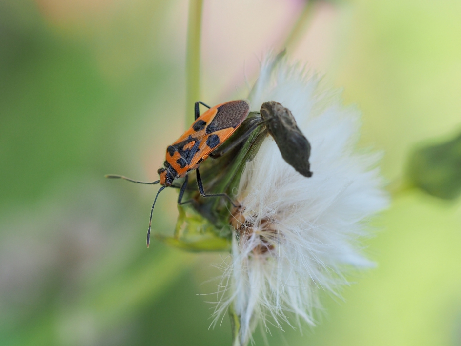 Solitair - Geleedpotigen - Kaneelwants