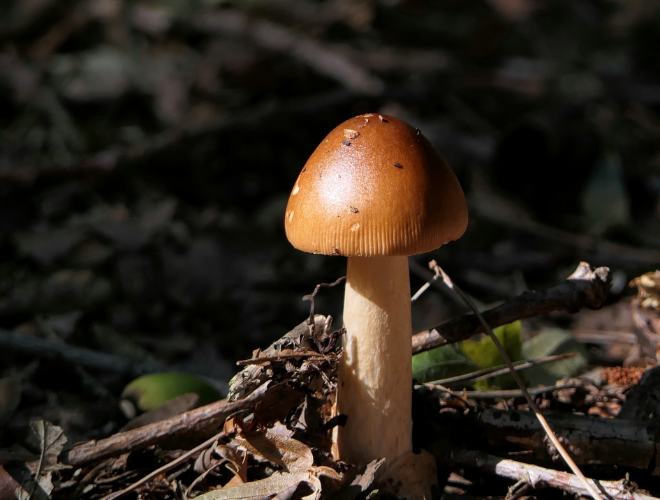Solo - Schimmels - Roodbruine slanke amaniet