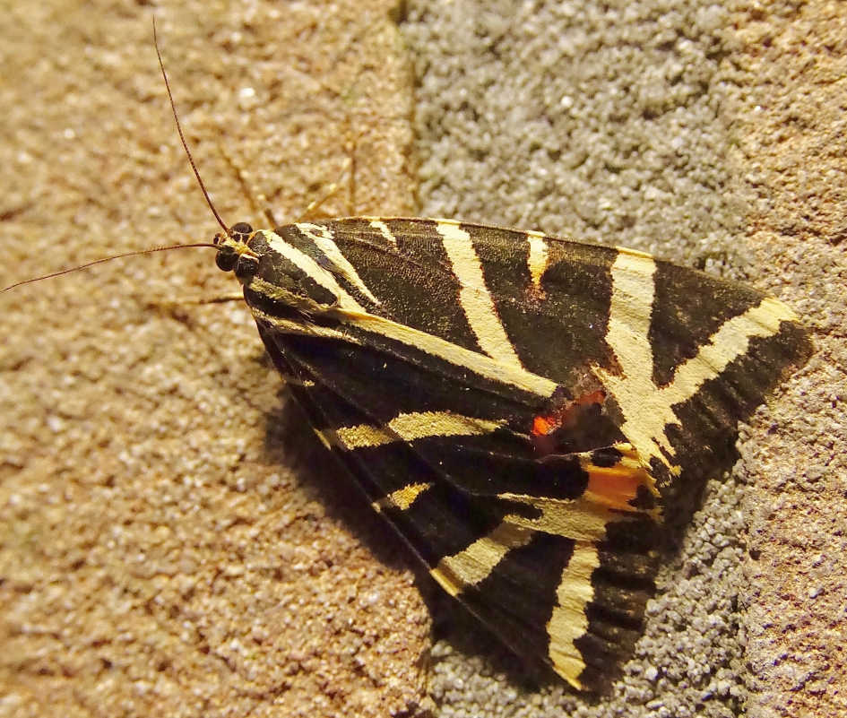 Spaanse Vlag - Geleedpotigen - Spaanse Vlag