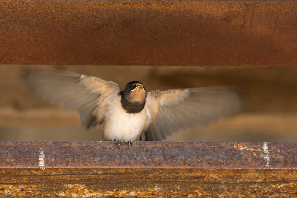 Spannend ... :-) - Vogels - Boerenzwaluw
