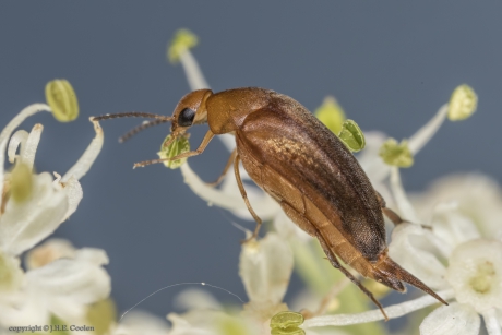 Spartelkever (Mordellistena neuwaldeggiana)