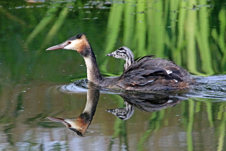 Spiegelbeeld - Vogels - 