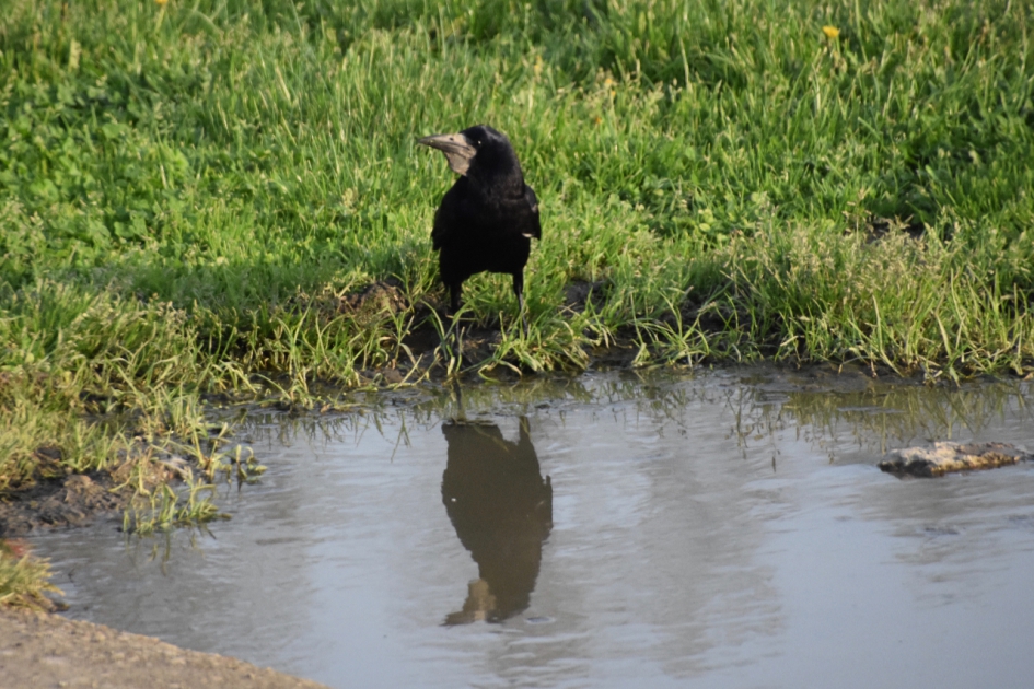 Spiegelbeeld - Vogels - 