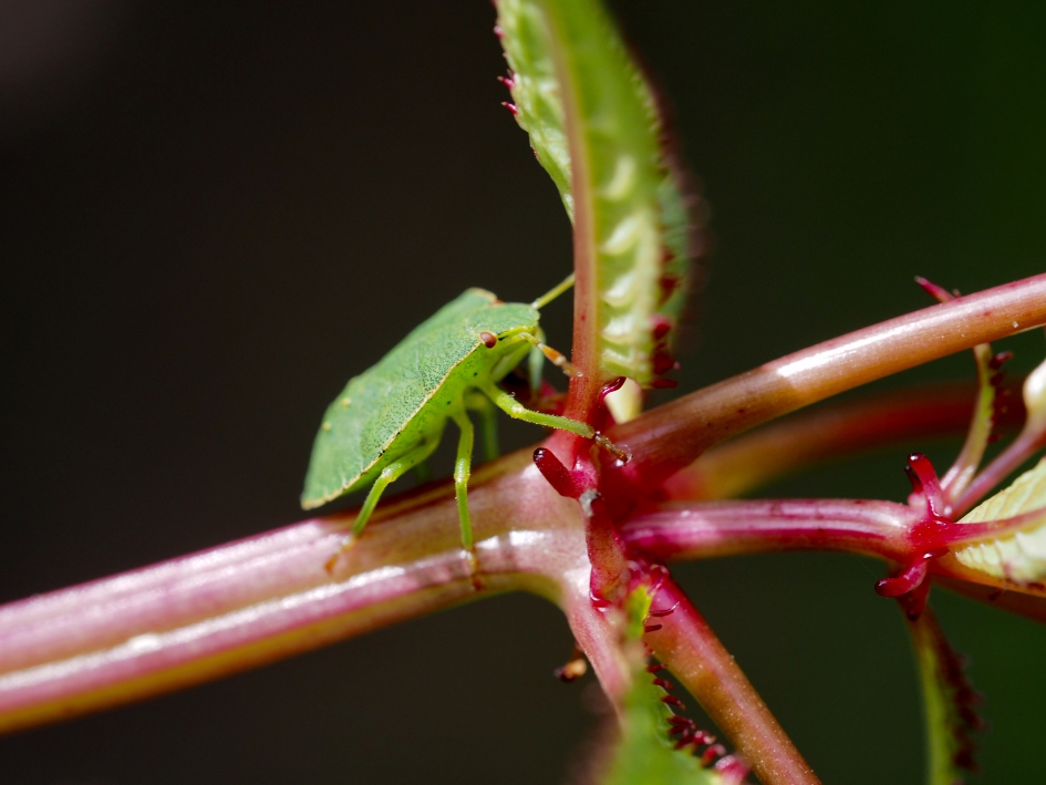 Stand up comedian - Geleedpotigen - Groene stinkwants