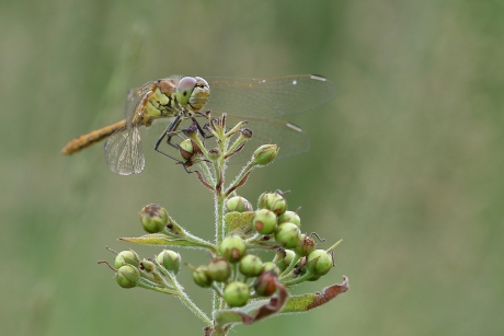 steenrode heidelibel -v-