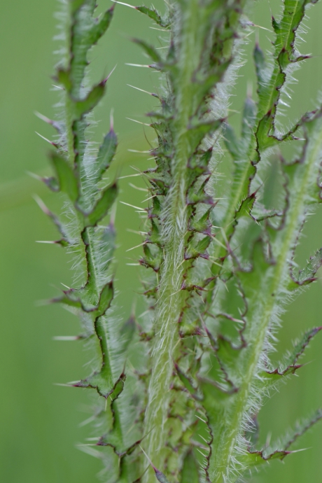 structuur in de natuur
