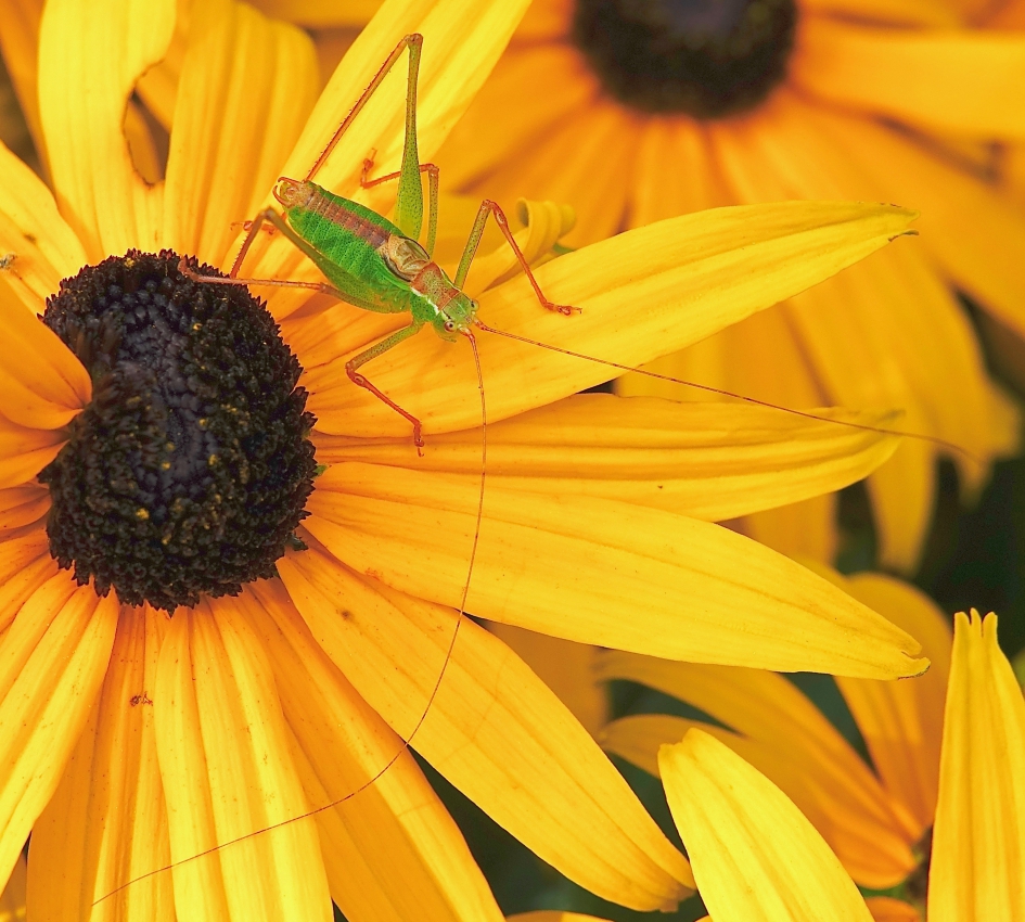 Struiksprinkhaan mannetje - Geleedpotigen - Struiksprinkhaan