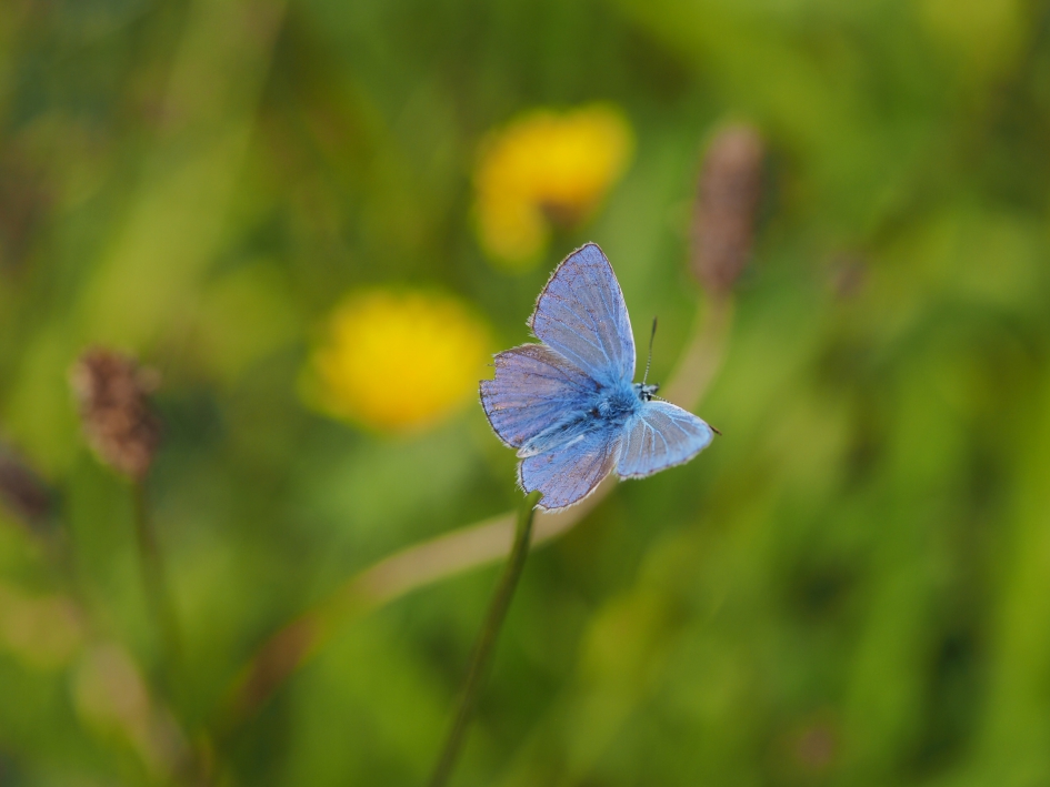 Symmetrisch gesleten - Geleedpotigen - Icarusblauwtje