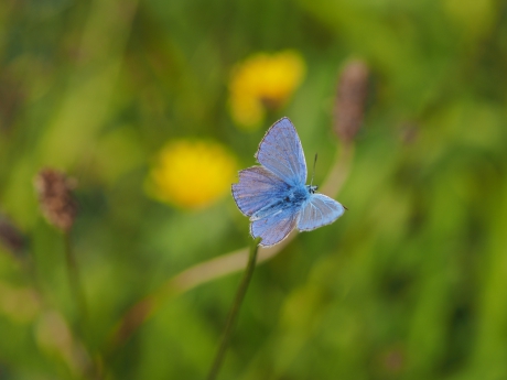 Symmetrisch gesleten