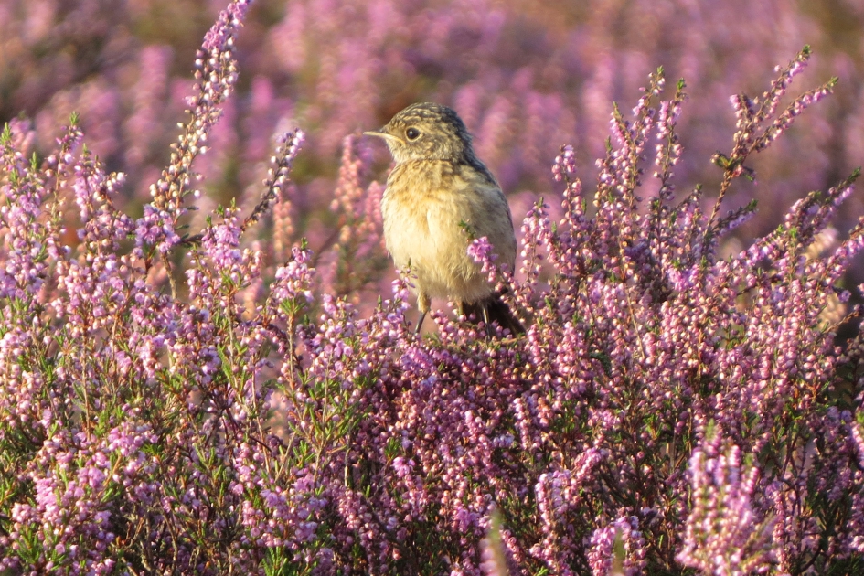 roodborsttapuitje in/op de heide - Vogels - 