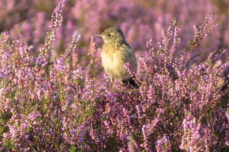 roodborsttapuitje in/op de heide