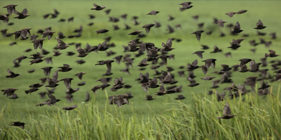 Tel de Protters  ... D-Day ! - Vogels - Spreeuw