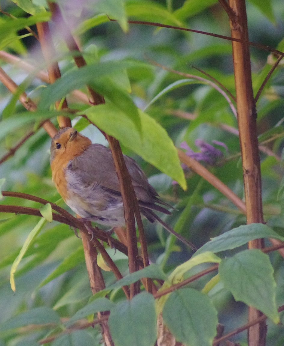 tuineigenaar - Vogels - roodborst