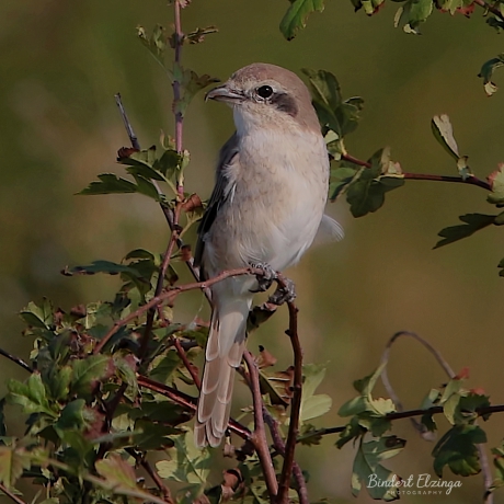 Turkestaanse Klauwier