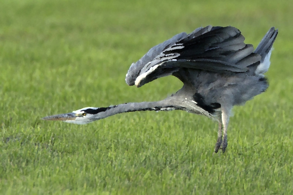 Tussendeurtje ... - Vogels - Blauwe reiger