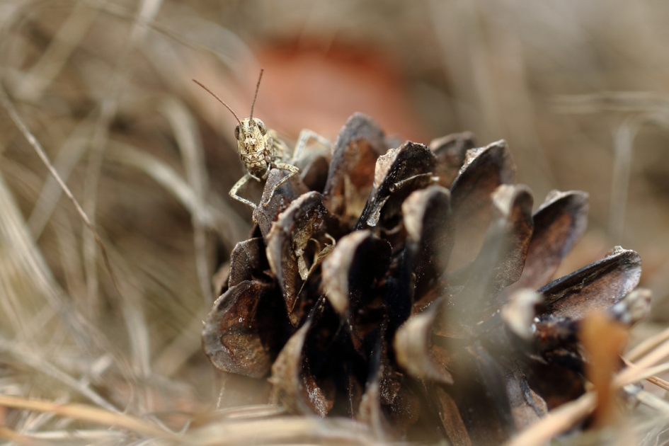 u ook hier? - Geleedpotigen - bruine sprinkhaan