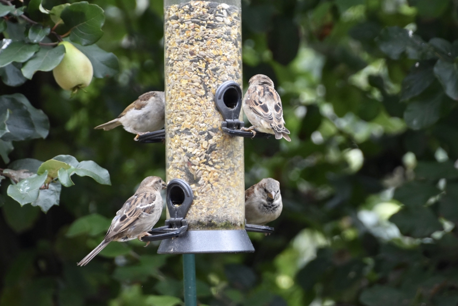 Veel mussen... - Vogels - 