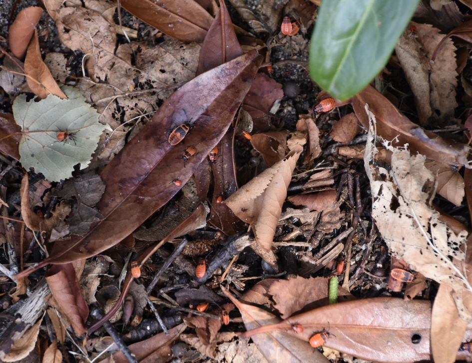 Veel vuurwantsen - Geleedpotigen - 