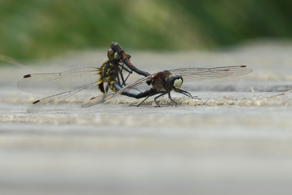 venwitsnuitlibellen - Geleedpotigen - venwitsnuitlibel