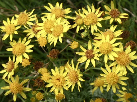 Verschillende bloemen in de berm