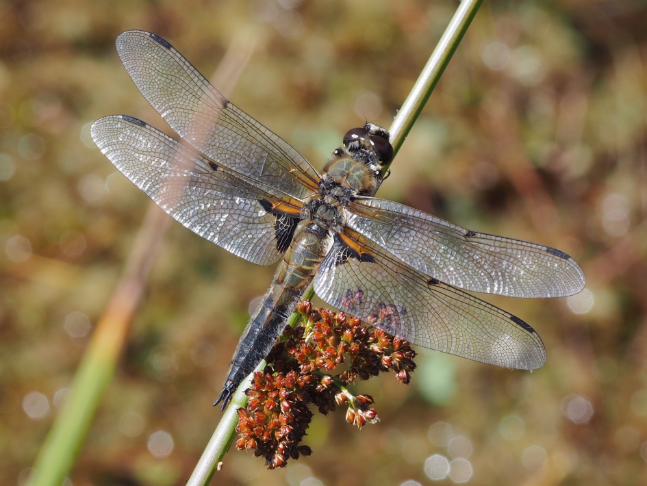 Viervlek - Geleedpotigen - Viervlek