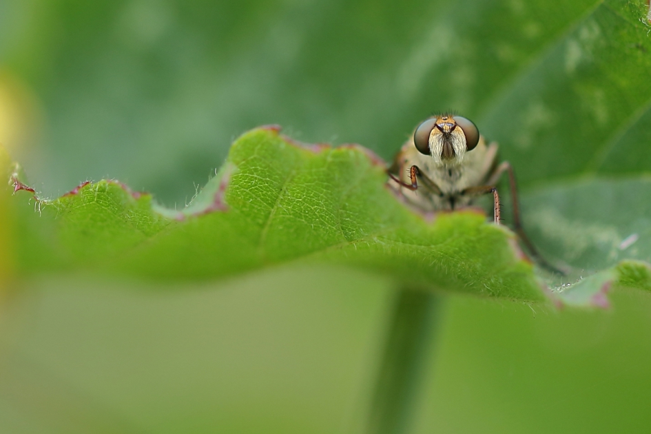 viltvlieg - Geleedpotigen - viltvlieg
