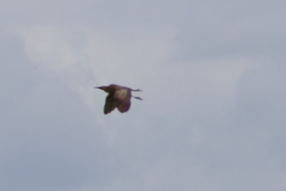 vliegende roerdomp - Vogels - Roerdomp