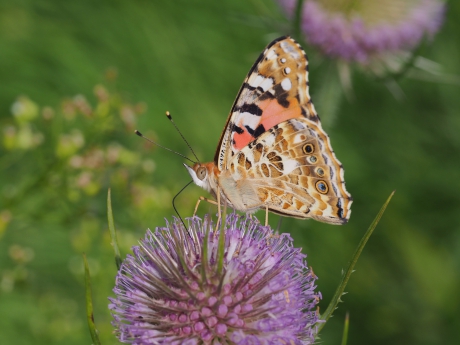 Vlinder van het jaar!?
