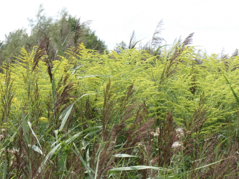 Volle berm - Planten - 